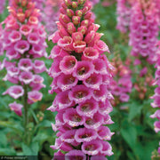 Foxglove, Candy Mountain #1